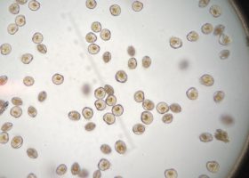 D-Hinge Larvae
D-hinge oyster larvae two days after hatching. It will take larvae about 14 days for the larvae to grow to the eyed larvae stage when it’s ready to set.
